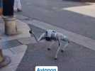 Cybro25, le mystérieux chien robot qui arpente les rues d'Avignon