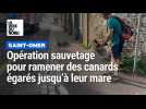 Saint-Omer : une opération sauvetage pour ramener des canards égarés jusqu'à leur mare