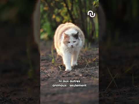 Ce virus transforme les lapins en ZOMBIES ?! #shorts
