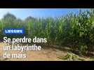 Liessies : on s'est perdu dans le labyrinthe de maïs