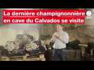 VIDÉO. La dernière champignonnière en cave du Calvados ouvre ses portes cet été