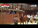 VIDÉO. À Deauville, un cheval vendu à 3 millions d'euros : le record est dépassé !