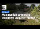 Moulle : mais que fait cette usine, quasiment unique en France ?