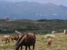 En Corse, les chevaux sauvages ne sont-ils qu'un mythe ?