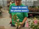 Coups de soleil, les plantes aussi !