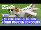 Lituanie : Ce concours de corgis réunissant plus d'une centaine de chiens va vous faire complètement craquer