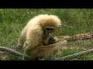 Baby boom au zoo de Spay