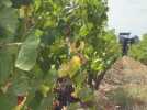 Viticulture - 