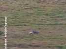 Savoie : Un loup attaque un agneau en plein jour, devant des randonneurs