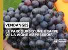 Le parcours d'une grappe, de la vigne au pressoir