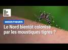 Y a-t-il des moustiques tigres dans le Nord ?