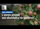 Des pommes en abondance à Bellinghem