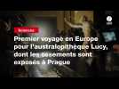 VIDEO. Premier voyage en Europe pour l'australopithèque Lucy, dont les ossements sont exposés à Prague