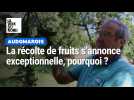 La récolte de fruits s'annonce exceptionnelle, on vous explique pourquoi