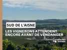 Dans le sud de l'Aisne, les vignerons préfèrent attendre avant de commencer à vendanger