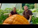 VIDÉO. Dans leur jardin, Tom et Ben produisent des légumes géants