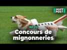 Ce concours de corgis va vous faire craquer