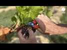 VIDÉO. C'est le temps des vendanges à Changé