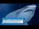 Les requins pourraient-ils perdre leurs dents à cause du dérèglement climatique ?