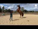 VIDÉO. A 23 ans, elle dresse des chevaux aux figures de spectacle dans le Maine-et-Loire