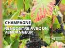 Vendanges : rencontre avec un cueilleur