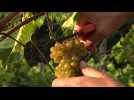Les vendanges ont déjà commencé en Bretagne