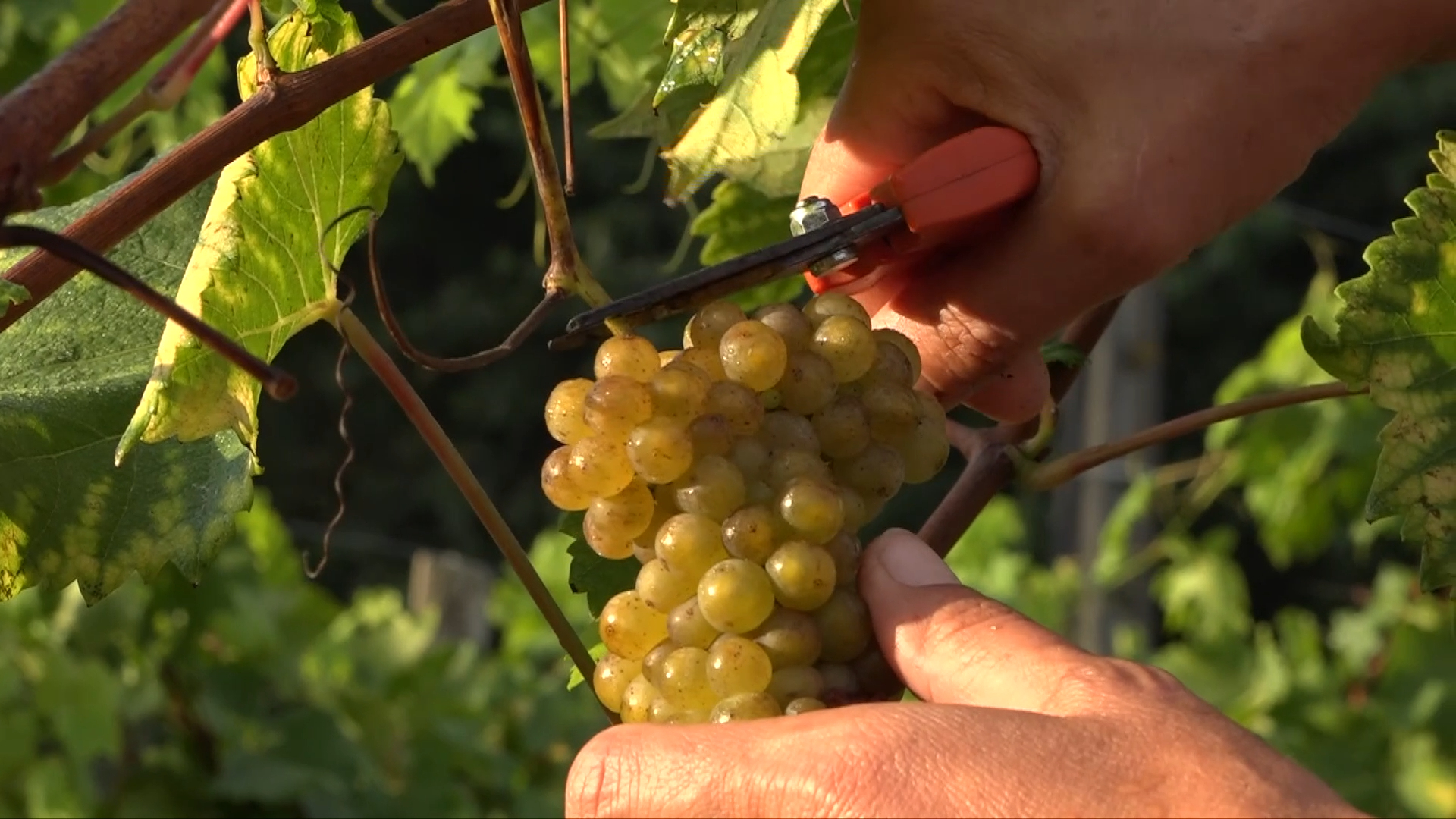 150 000 bouteilles de vin escomptées : des vendanges prometteuses en Bretagne