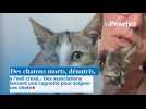 Dénutris, des cadavres, un chaton à l'oeil crevé... des associations lancent une cagnotte pour soigner des chat