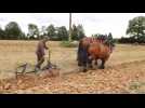 Les chevaux de trait étaient à l'honneur à La Neuville-lès-Dorengt lors de la fête À travers champs