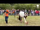 VIDÉO. Les cavaliers en démonstration à la fête du cheval de Savigné-l'Evêque