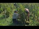 Au coeur des vendanges