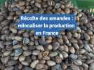 Récolte des amandes, relocaliser la production en France