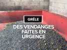Des vendanges faites en urgence à cause de la grêle dans le Gers