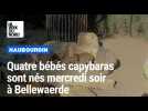 À Bellewaerde, quatre nouveaux petits capybaras