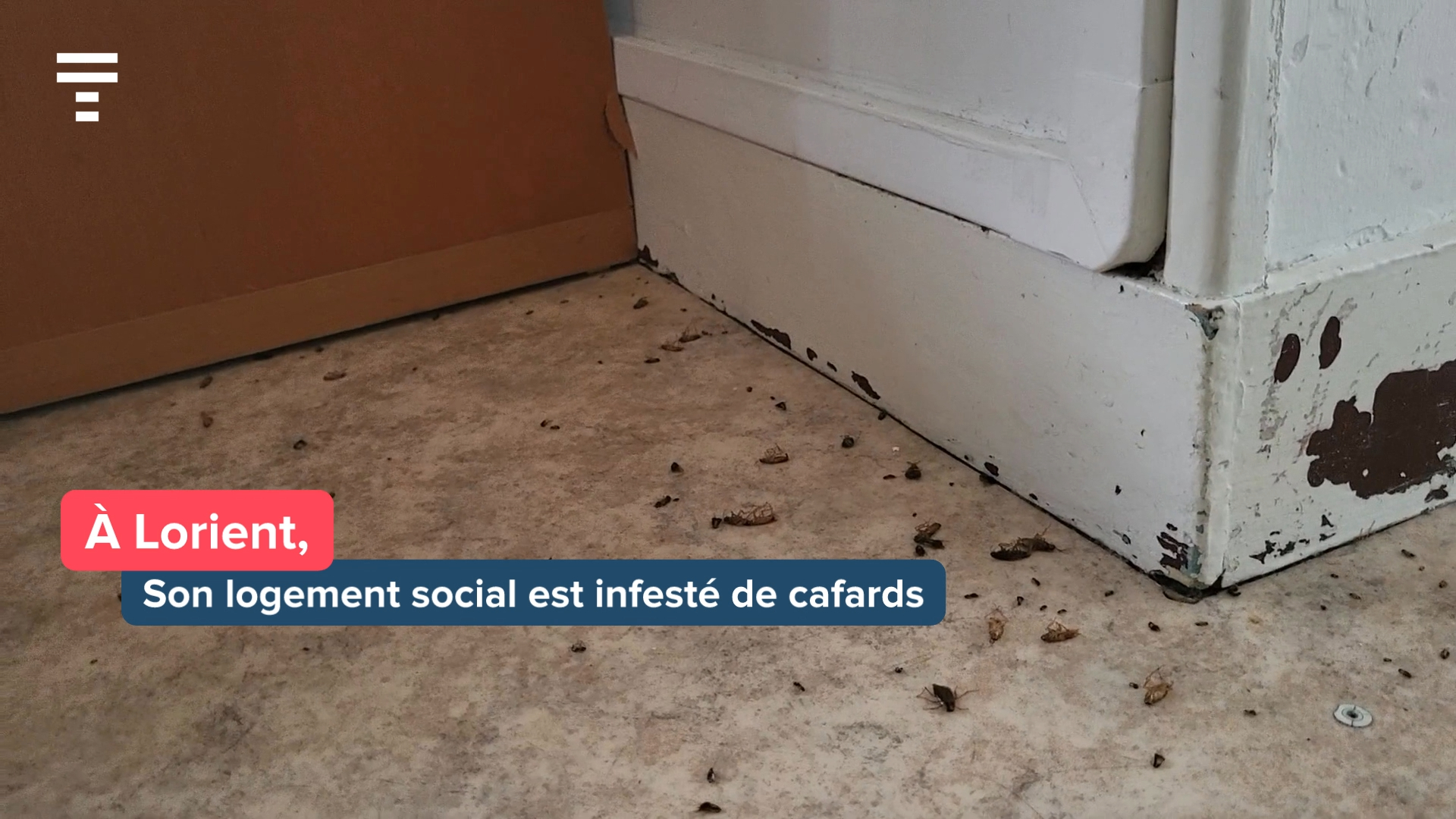 « J'en ai trouvé dans la cafetière » : à Lorient, des centaines de cafards pourrissent la vie de ces locataires [Vidéo]