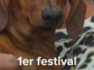 Tôtes : premier festival du teckel