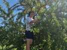 Au coeur du GAEC de la Mirabelle, jour 6 : on assiste à la cueillette et au tri des mirabelles au plus fort de la saison