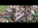 60 cadavres de canards jetés dans un terrain à Péronne