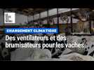 Des ventilateurs pour les vaches pour lutter contre les vagues de chaleurs