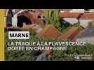 En Champagne, la traque à la flavescence dorée