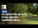 Calaisis : à partir d'un euro le kilo de fruits, le bon plan des cueillettes libres