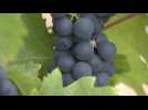 VENDANGES / Quel millésime pour 2025 ?