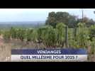 Le Journal - 20/08/2025 - VENDANGES / Quel millésime pour 2025 ?