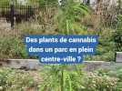 Polémique à Chenôve après une plantation de chanvre dans un parc municipal