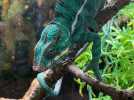 À Béthune, Sarah Carpentier est venue présenter Zoo Campus à la Bourse aux reptiles