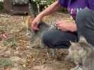 Animaux - « Ici, c'est un peu la cour des miracles » : le quotidien dans ce refuge près de Brive qui compte plus de 70 chats