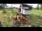 VIDÉO. À Laval, les poules aussi ont fait leur rentrée !