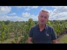 Le domaine viticole de Lamballe récolte ses premières vendanges, avec un an d'avance