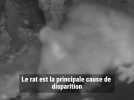 Éradication du rat noir sur l'archipel des Sanguinaires à Ajaccio