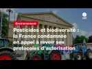 VIDEO. Pesticides et biodiversité : la France condamnée en appel à revoir ses protocoles d'autorisation